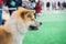 Portrait of a dog breed Japanese Akita before going into the ring at an exhibition of dogs