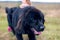 Portrait of a dog breed Newfoundland