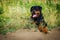 Portrait of a dog of breed a rottweiler on walking