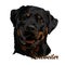 Portrait of a dog breed Rottweiler on a white background. Vector illustration