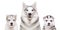 Portrait of a dog breed Siberian Husky with puppies