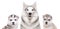 Portrait of a dog breed Siberian Husky with puppies