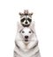 Portrait of a dog breed Siberian Husky with a raccoon and a rat