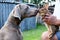 The portrait dog breed Weimaraner with rabbit