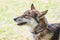 Portrait a dog of  breed west siberian laika  closeup in profile_