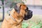 Portrait dog bullmastiff