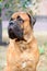 Portrait dog bullmastiff