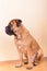 Portrait of dog bullmastiff