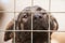 Portrait of a dog in a cage, focus on the nose. Dog shelter, homeless dog behind bars