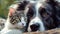 Portrait of a dog and a cat lying together, a banner for a veterinary clinic, domestic animal