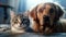 Portrait of a dog and a cat lying together, a banner for a veterinary clinic, domestic animal