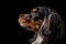 Portrait Of Dog Cavalier King Charles Spaniel In Profile On Black Matte Background. Empty Space. Generative AI