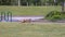 Portrait of a dog chasing a ball in a park, Hillsboro, Oregon