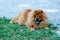 Portrait of dog chow-chow Dina on nature background