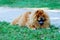 Portrait of dog chow-chow Dina on nature background