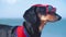 Portrait dog Dachshund breed, black and tan, in a red blue suit of a lifeguard and red sunglasses, a sandy beach against the sea