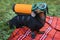 Portrait dog of the Dachshund breed, black and tan, in the suit of a scuba diver and in a mask in the park at a parade dachshund i