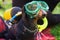 Portrait dog of the Dachshund breed, black and tan, in the suit of a scuba diver and in a mask in the park at a parade dachshund i