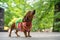 Portrait dog of the Dachshund breed in costume rainbow lgbt dress,in the park at a parade festival dachshund in St. Petersburg