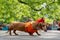 Portrait dog of the Dachshund breed in a warm lady costume in the park at a parade festival dachshund in St. Petersburg