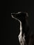 Portrait of a dog on a dark background. Funny whippet in the studio. Beautiful light