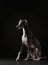 Portrait of a dog on a dark background. Funny whippet in the studio. Beautiful light