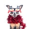 Portrait of the Dog in funny New Year`s glasses isolated on white, Christmas theme, New Year