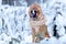 Portrait of dog in fur hat against background of trees.