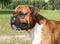 Portrait a dog German boxer with long ears, a dirty muzzle in the saliva