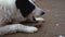 Portrait of a dog gnawing a beef bone