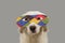 PORTRAIT DOG HARLEQUIN CARNIVAL MASK. FUNNY MIXED-BREED PUPPY WEARING A COLORFUL EYEMASK. ISOLATED STUDIO SHOT ON GRAY BACKGROUND