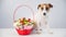 Portrait of a dog Jack Russell Terrier next to a red basket with flowers on a white background