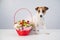 Portrait of a dog Jack Russell Terrier next to a red basket with flowers on a white background