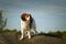 Portrait of dog kooikerhondje.