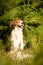 Portrait of dog kooikerhondje in tree.