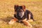 Portrait of a dog laying on the grass