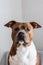 Portrait of dog on light background. American Staffordshire Terrier full face. Dog model. Pedigree dog. Postcard, photo