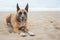 portrait of dog lying on the beach