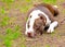 Portrait of dog lying on the gravel ground. Focus on his sad eyes, otherwise the whole dog in a soft focus with head on