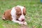 Portrait of dog lying on the gravel ground. Focus on his sad eyes, otherwise the whole dog in a soft focus with head on