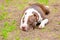 Portrait of dog lying on the gravel ground. Focus on his sad eyes, otherwise the whole dog in a soft focus with head on