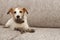 Portrait dog mischief. Dirty Jack russell playing on sofa furniture with muddy paws and guilty expression