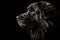 Portrait Of Dog Newfoundland In Profile On Black Matte Background. Generative AI