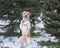 Portrait of  dog of parson russell terrier breed near fir tree at winter nature doing some funny tricks