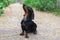 Portrait of a dog puppy breed dachshund black tan, in the green forest, on a leash, looks at his master