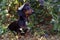 Portrait of a dog puppy in a cap, breed dachshund black tan, on a background of a tree with a ripe plum