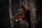 Portrait dog purebred red doberman near trees