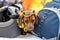 Portrait dog of the red fat Dachshund breed in costume magician wearing a hat with a feather,  in the park at a parade festival