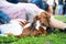 Portrait dog of the red long haired Dachshund breed in costume Princess, wears a skirt and a hat,  in the park at a parade