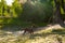 Portrait of a dog in a river